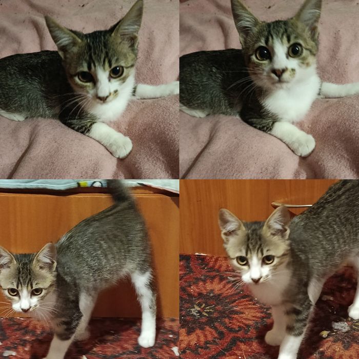 Котенок мурчалка. Котята бесплатно. Кот. Котик. Отдам даром