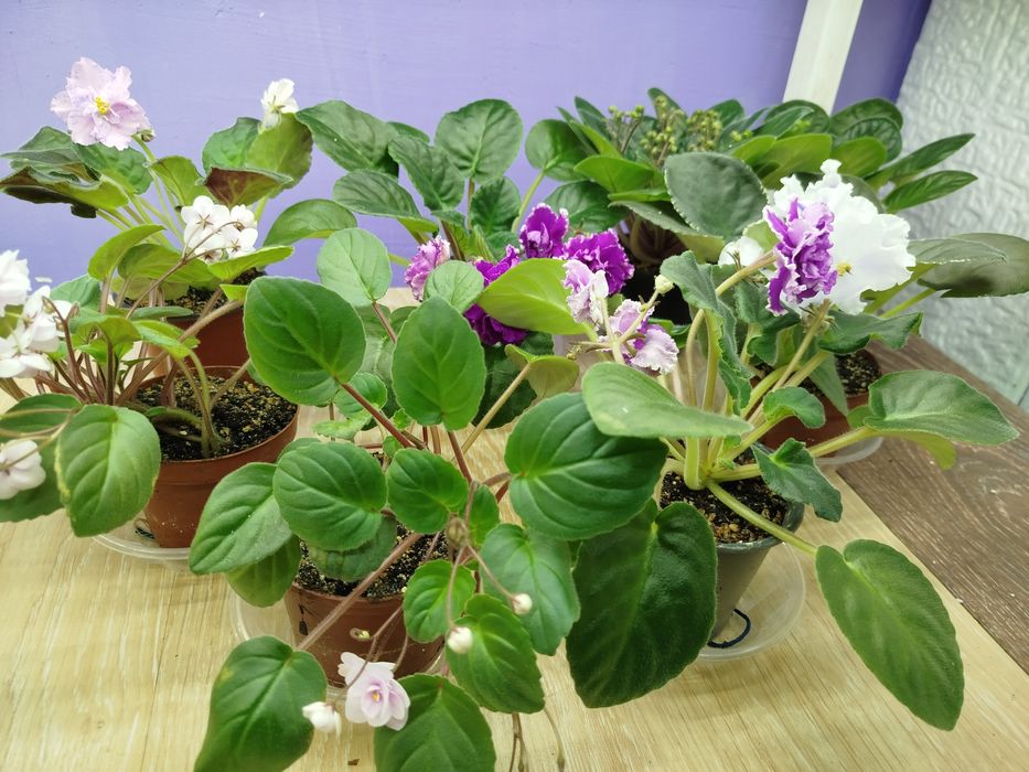 Фіалка для дому кімнати