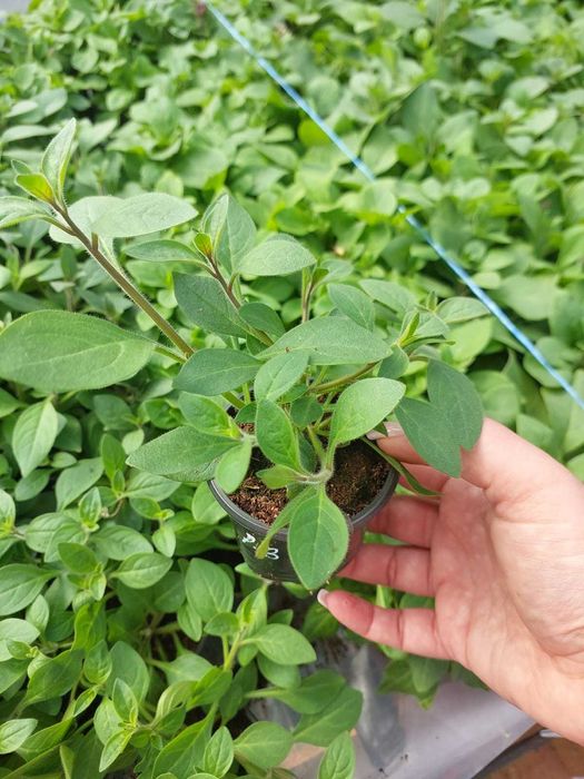 Продам розсаду петунії, тайдали
