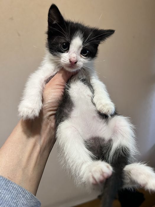 Кошеня киця 1,5 міс