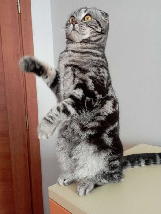 Шотландка висловуха родовідWCF документи клуба картка,нестирилізована