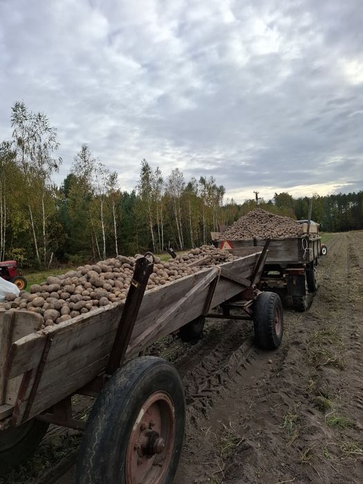 Ziemniaki prosto z pola