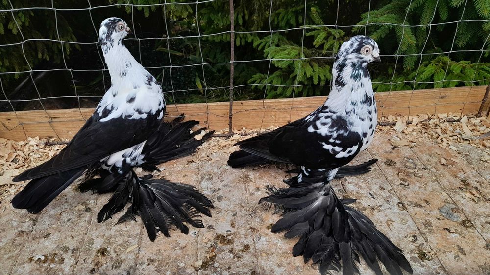 Widyny czarne - gołębie ozdobne