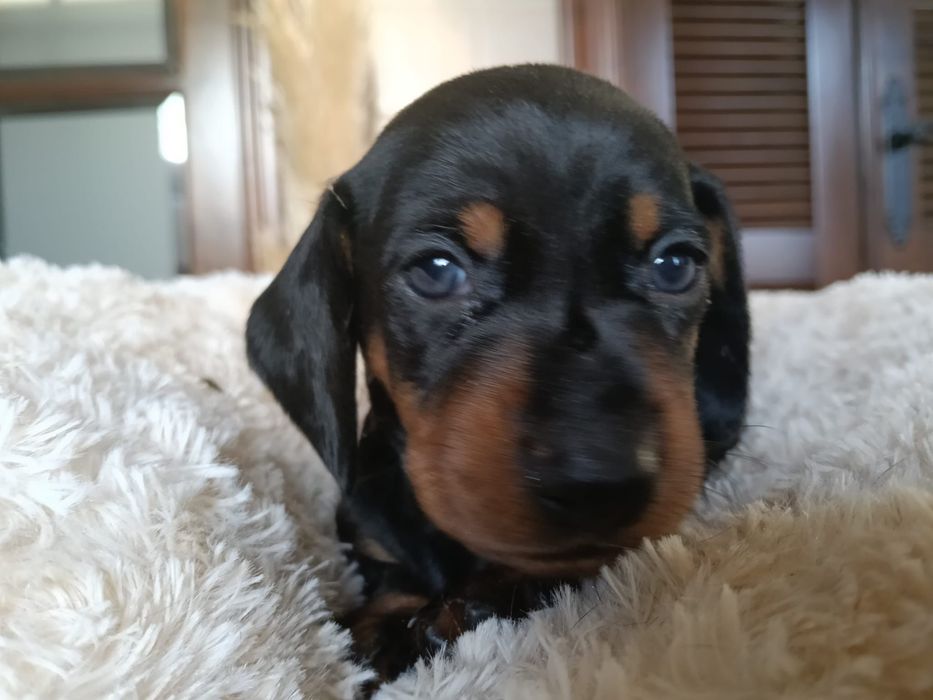 Teckel femea preta afogueada