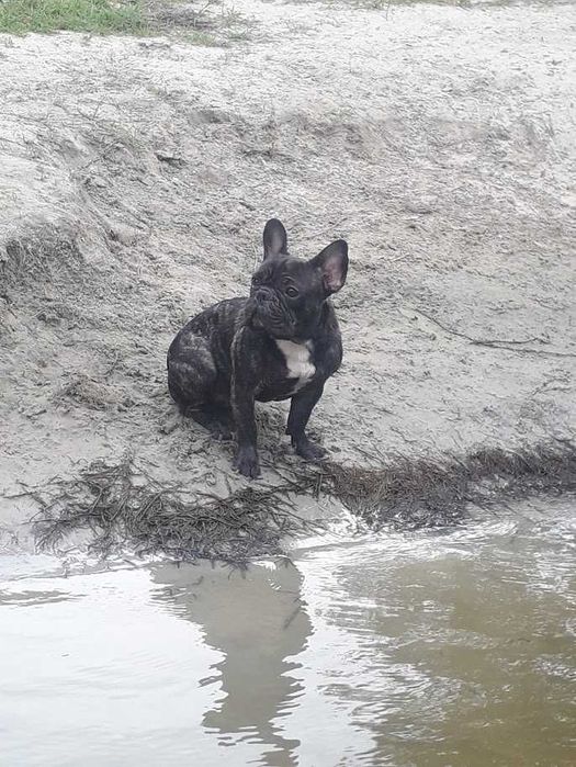 Французский бульдог вязка