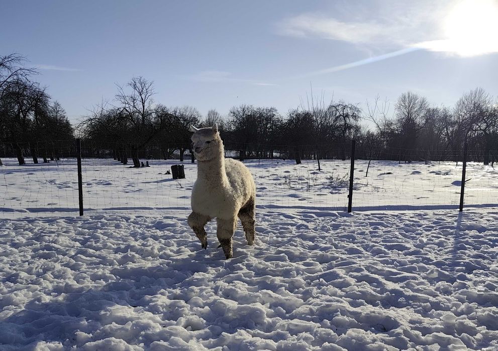 Alpaka - samce/samice - młodzież 2025