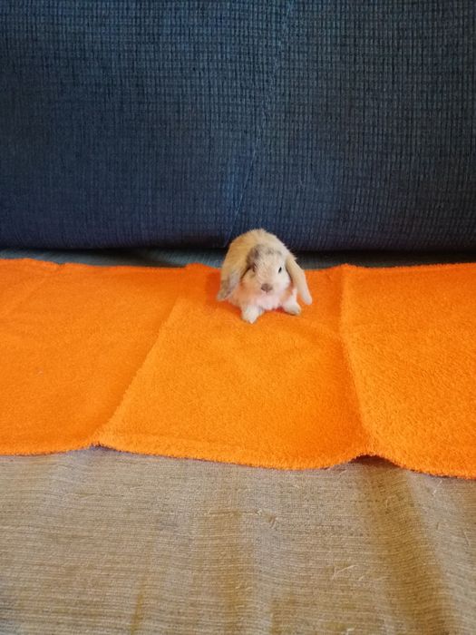 Króliczek karzełek Teddy, Mini Lop, gładki