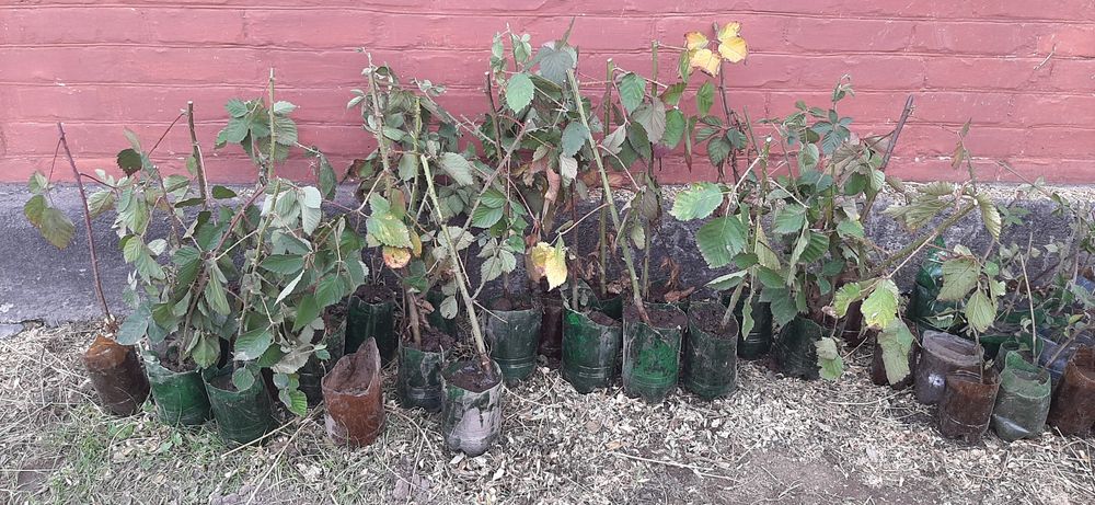 Продам саджанці ожини