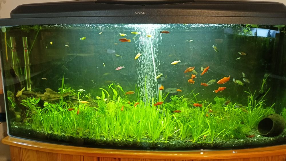 Akwarium Aquael 350l z szafką i całym osprzętem-życiem.