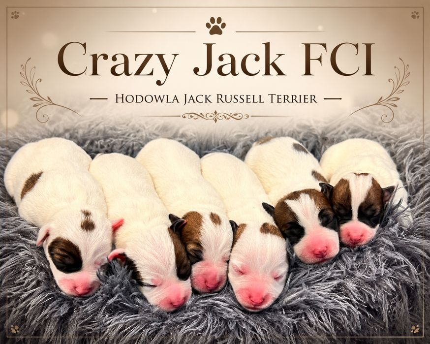 Jack Russell Terrier FCI