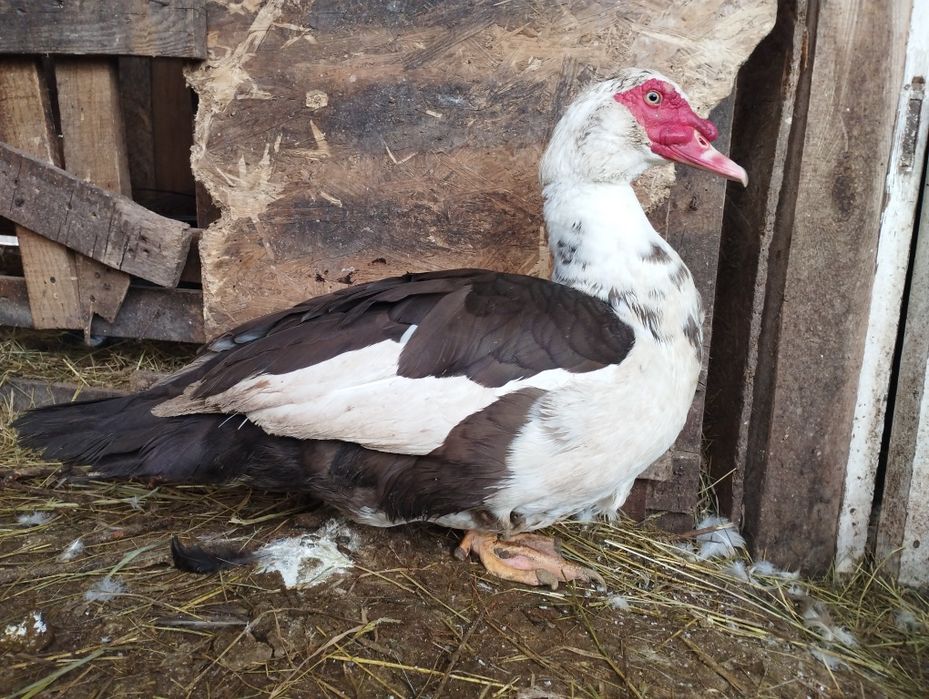 Індокачка Качур селезень мускусний  шипун