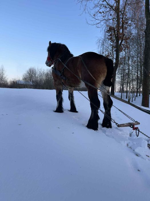 Ogier zimnokrwisty wyjeżdżony 3,5 roku  173 cm
