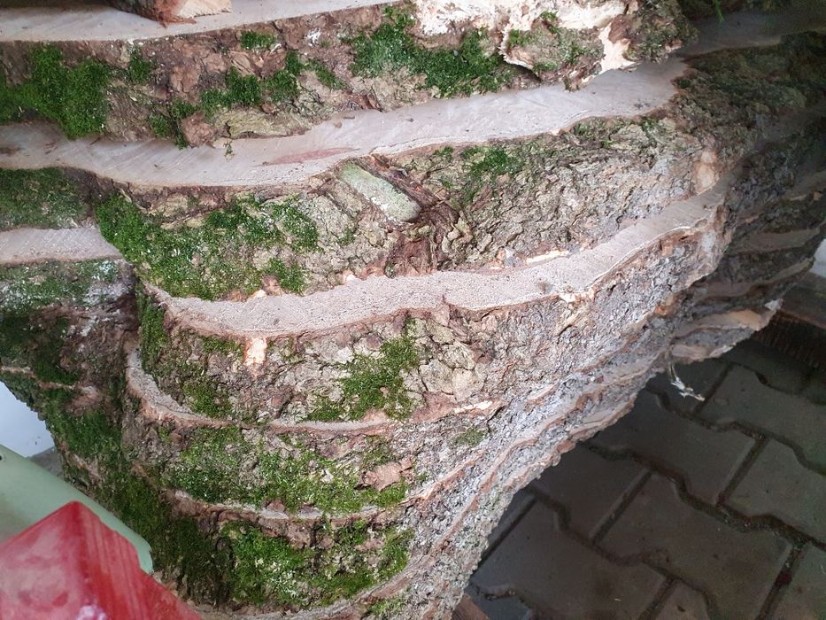 Deski dębowe klonowe topolowe