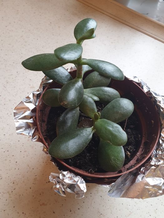 Roślina doniczkowa drzewko szczęścia