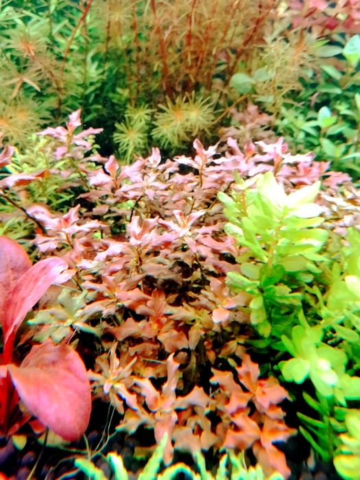 Ludwigia Ovalis Pink RARYTAS Rośliny do akwarium