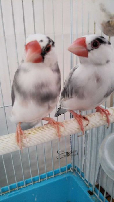 Vendo ou troco ring neck