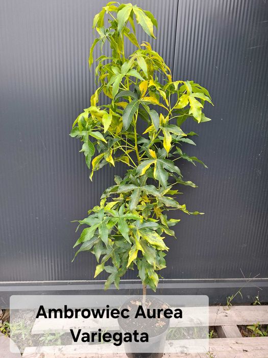 Ambrowiec amerykański 'Aurea Variegata',nakrapiane liście,soliter, ogród c5