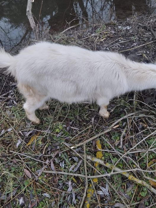 Продаю кіз та молочко