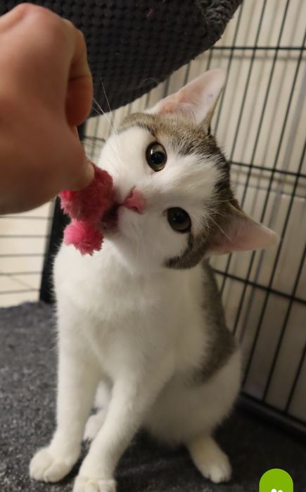 Maleńki kocurek czeka na dom