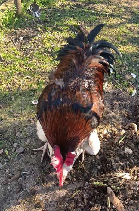 Ovos Galinha Galados