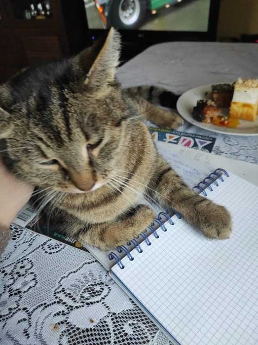 Zginął 9 letni kocur