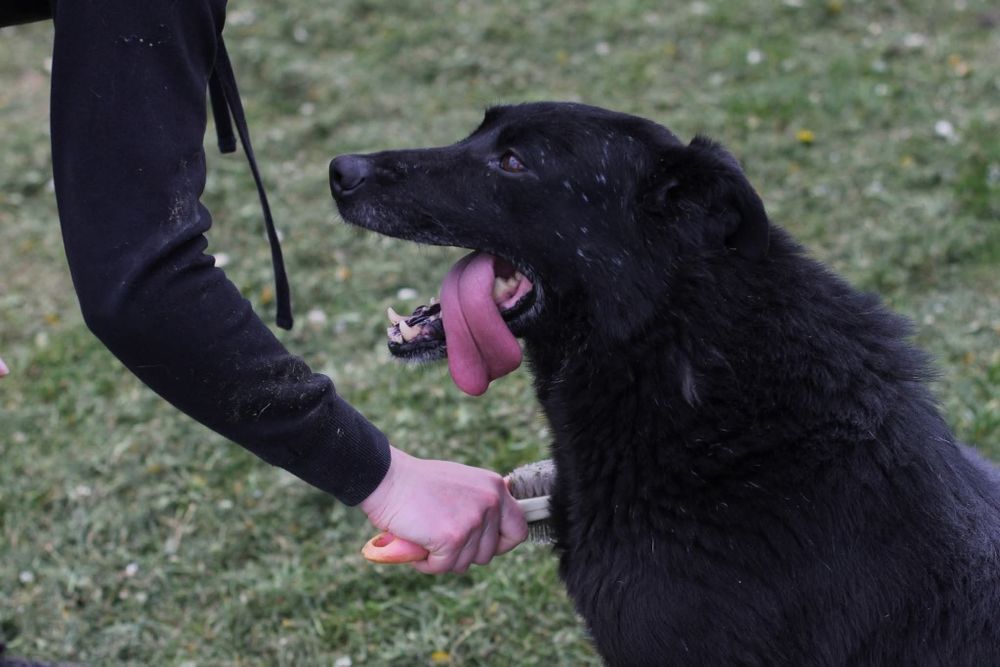 Pozytywny Simon szuka domu
