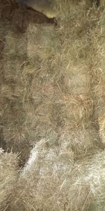 Сіно лугове,сено 2025р