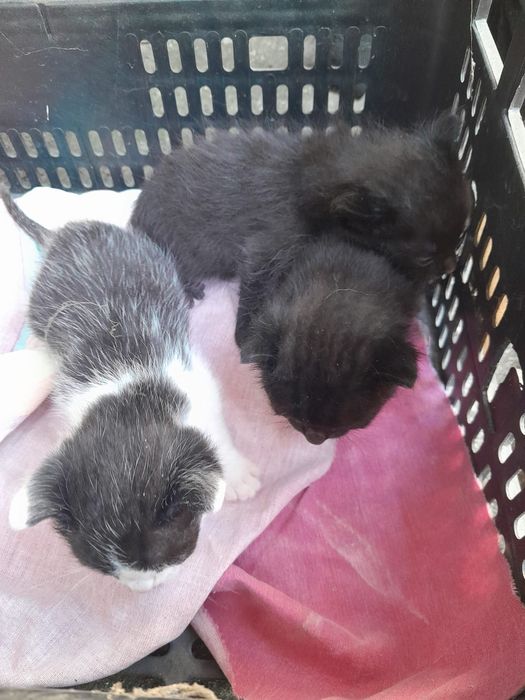 Gatinho preto macho disponível para adoção