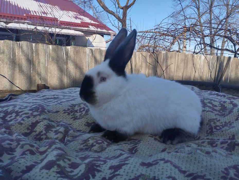 Самець Каліфорнія