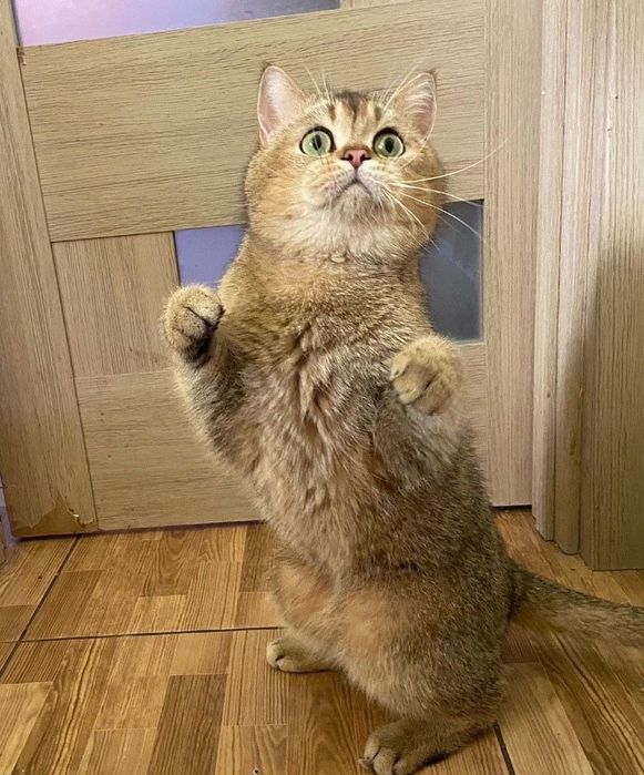 Шотландський прямовухий чистокровний кіт