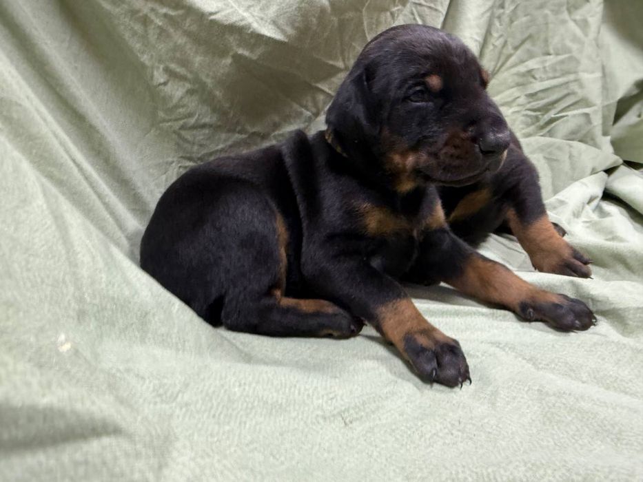 Цуцики добермана