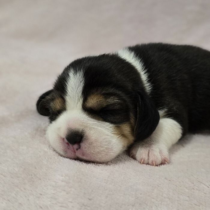 Beagle,  ZKwP FCI