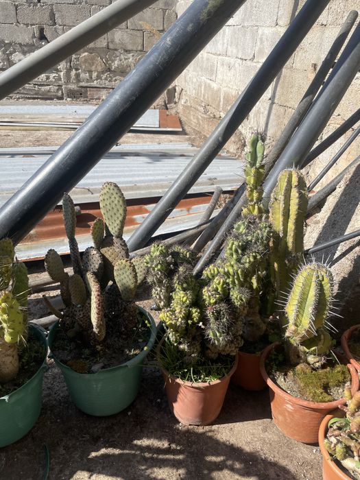 Cactos conjunto varios