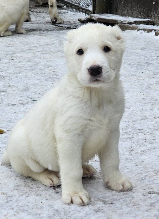 Щенки Азиаты мальчики и девочки