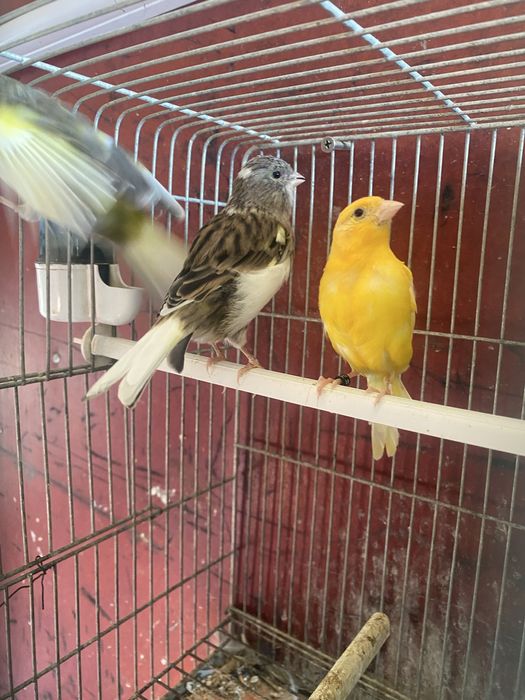 Canários machos e fêmeas