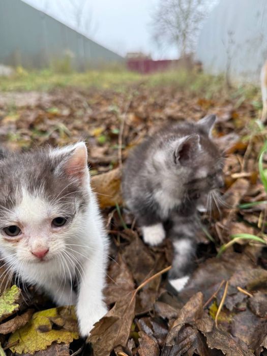 Котики безхатьки яких покинули