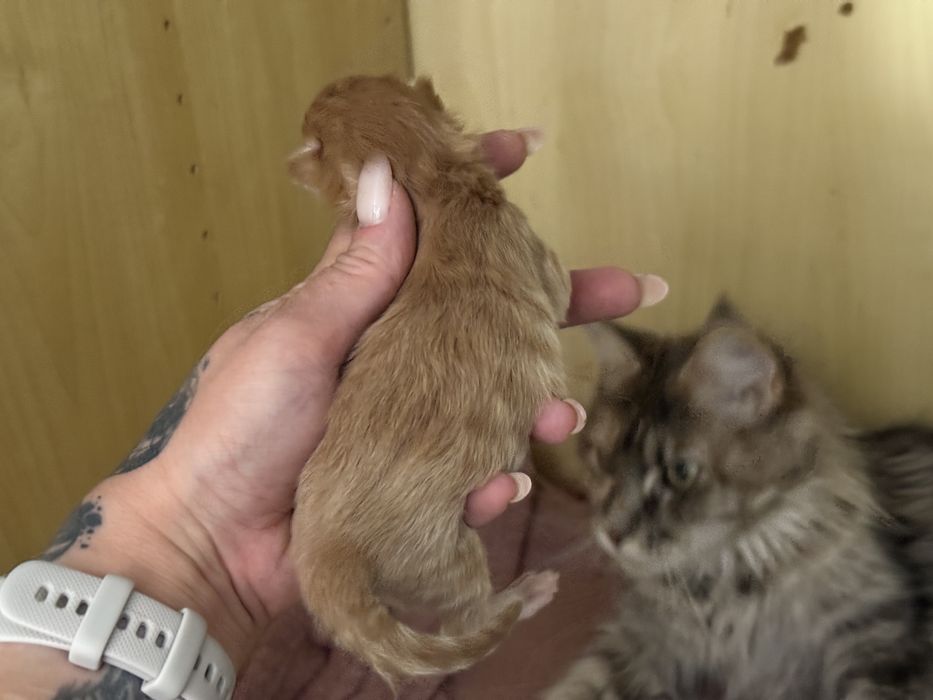 Maine Coon do rezerwacji