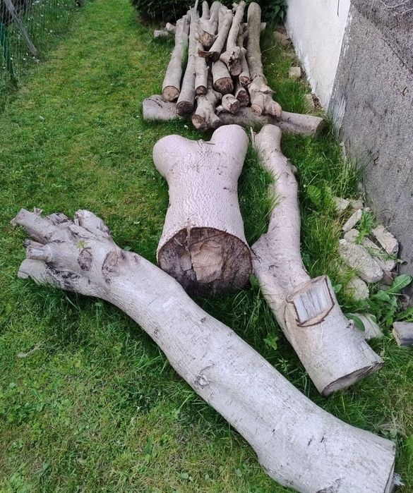 Sprzedam drzewo orzecha