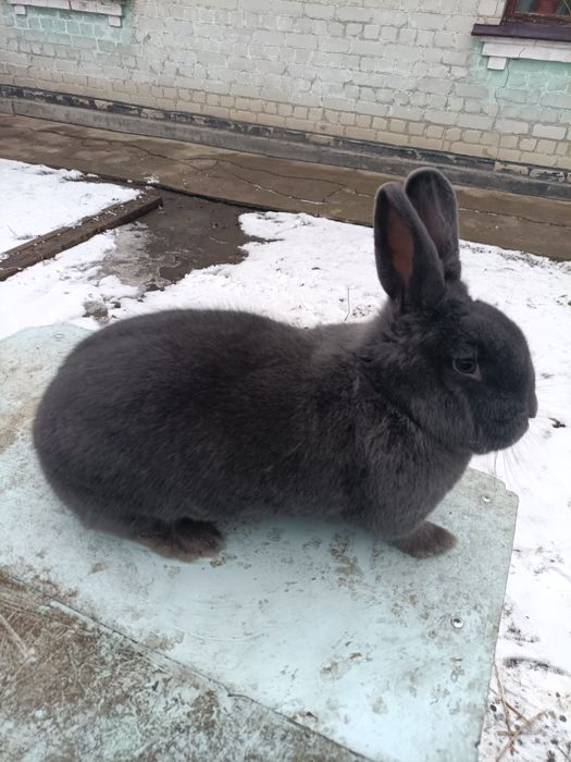 Кролики Віденська Блакитна, Бургундці НЗК НЗБ