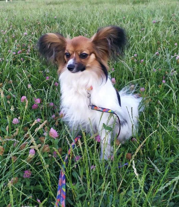 Вʼязка,  пес, собака, кабель - Папійон / Папільон