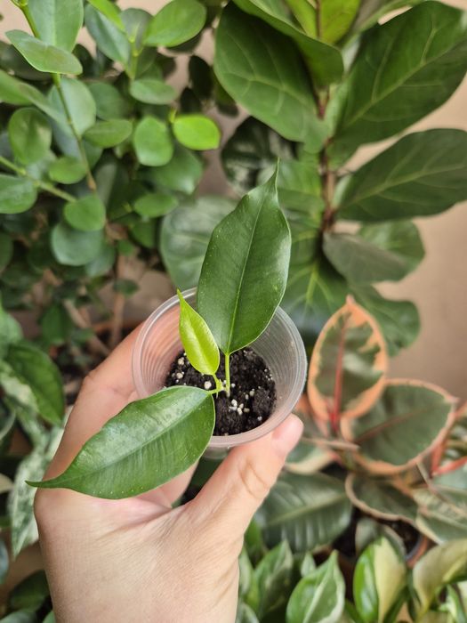 Кімнатні рослини фікус, традесканція, епіпремнум,драцена,циропегія