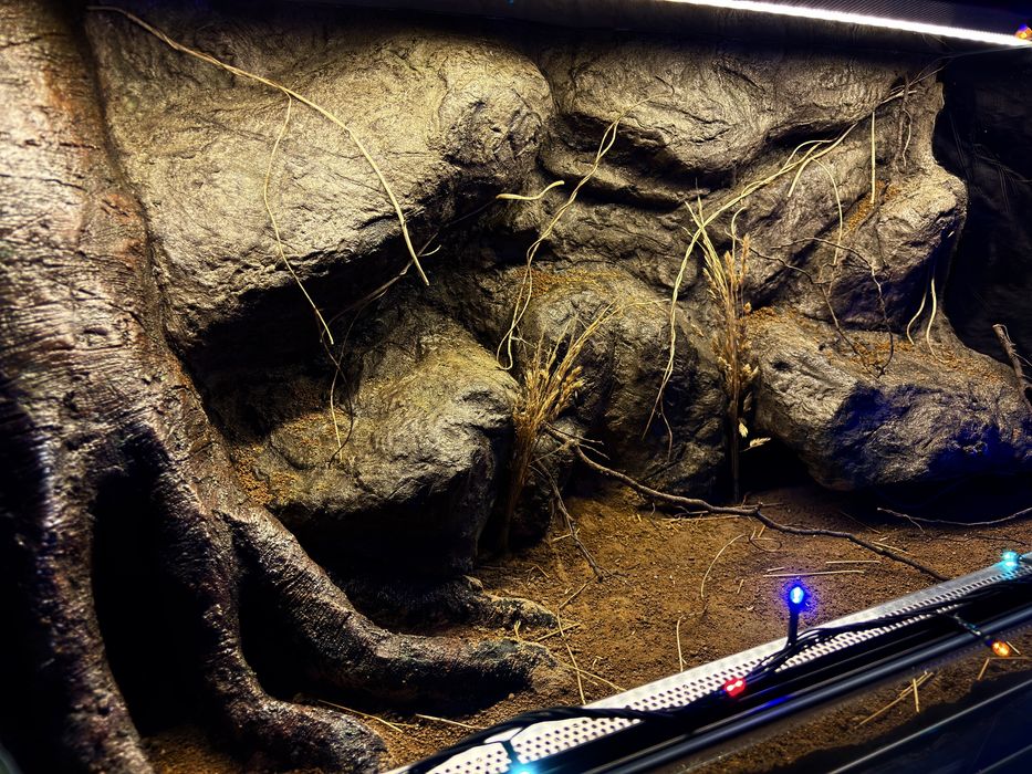 Terrarium na wymiar z aranżacją