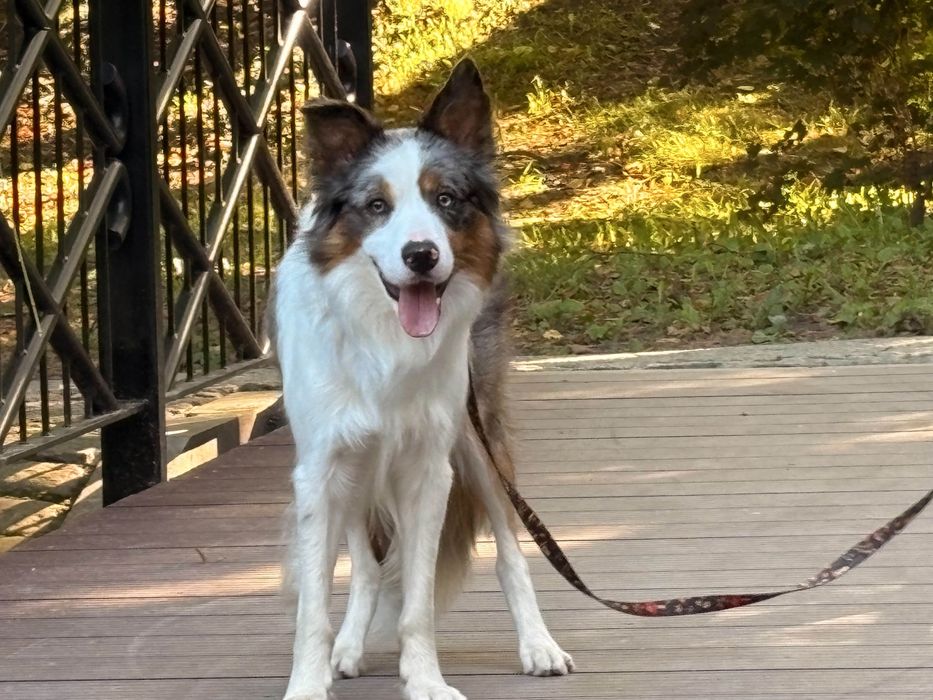 Oddam border collie za darmo