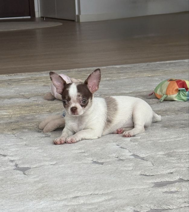 Excelente mini menina chihuahua/chiuaua Linhagem Russa.Qualidade