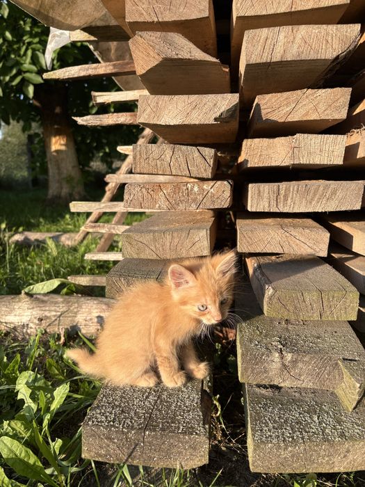 Кошенята шукають люблячий дім.