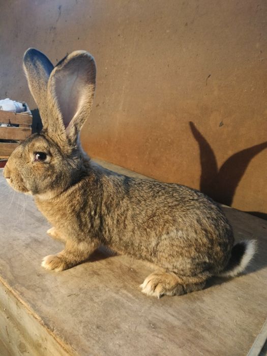 Olbrzym belgijski samiec