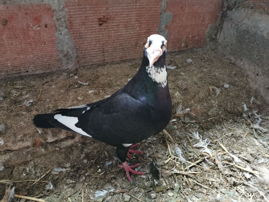 Pombo correio linha antiga
