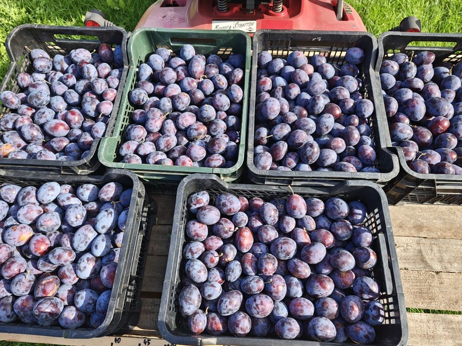 Śliwka z ogrodu 10kg niepryskana