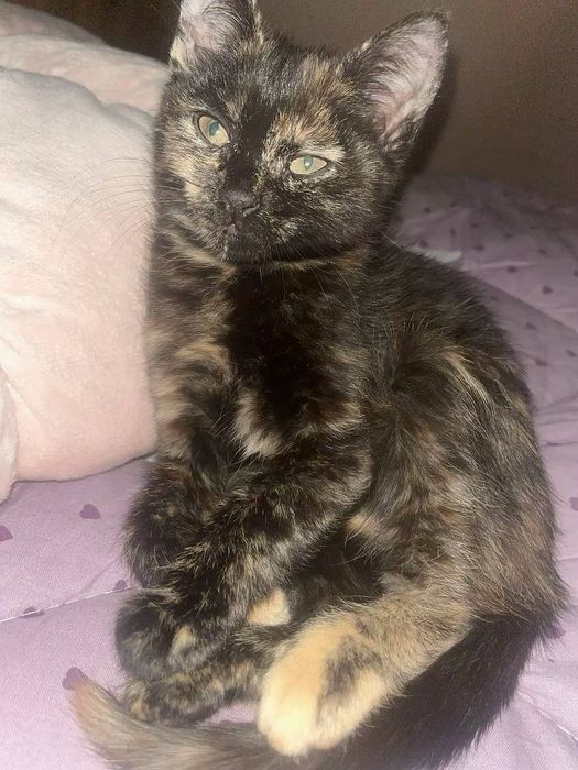 Віддам кошеня-хлопчик