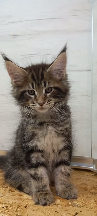 Котята мейн кун Мальчик,